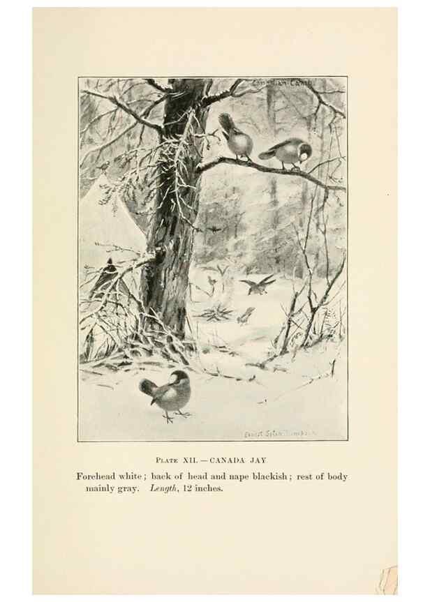 Reproducción/Reproduction 8495496528: Birds of village and field:. Boston,Houghton, Mifflin and company,1898.