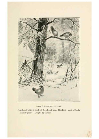 Reproducción/Reproduction 8495496528: Birds of village and field:. Boston,Houghton, Mifflin and company,1898.