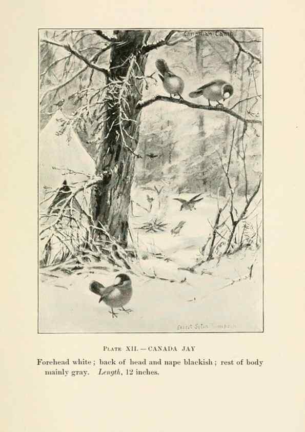 Reproducción/Reproduction 8495496528: Birds of village and field:. Boston,Houghton, Mifflin and company,1898.