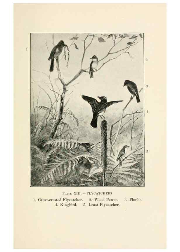 Reproducción/Reproduction 8494395909: Birds of village and field:. Boston,Houghton, Mifflin and company,1898.
