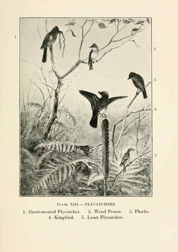 Reproducción/Reproduction 8494395909: Birds of village and field:. Boston,Houghton, Mifflin and company,1898.