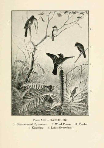 Reproducción/Reproduction 8494395909: Birds of village and field:. Boston,Houghton, Mifflin and company,1898.