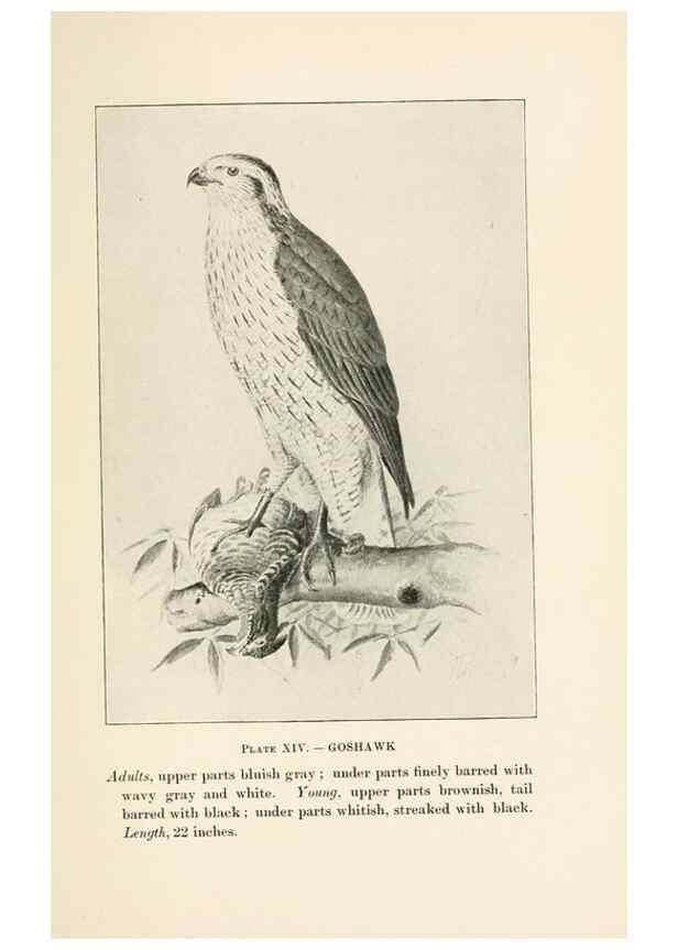 Reproducción/Reproduction 8494396415: Birds of village and field:. Boston,Houghton, Mifflin and company,1898.