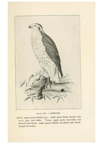 Reproducción/Reproduction 8494396415: Birds of village and field:. Boston,Houghton, Mifflin and company,1898.