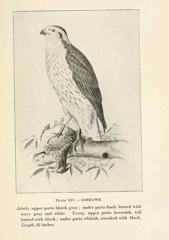Reproducción/Reproduction 8494396415: Birds of village and field:. Boston,Houghton, Mifflin and company,1898.