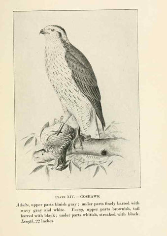 Reproducción/Reproduction 8494396415: Birds of village and field:. Boston,Houghton, Mifflin and company,1898.