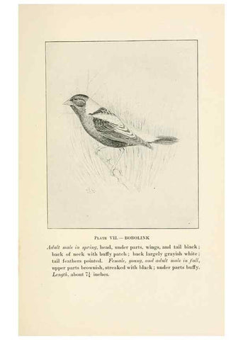 Reproducción/Reproduction 8495493906: Birds of village and field:. Boston,Houghton, Mifflin and company,1898.