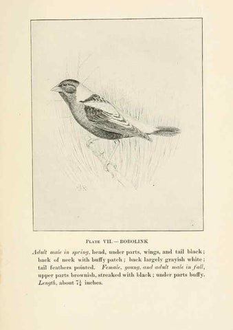 Reproducción/Reproduction 8495493906: Birds of village and field:. Boston,Houghton, Mifflin and company,1898.