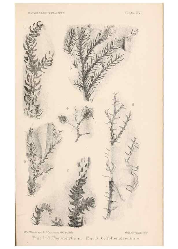 Reproducción/Reproduction 8496821469: Catalogue of the Mesozoic plants in the Department of Geology, British Museum (Natural History). London,Trustees of the B.M.,1894-1915.