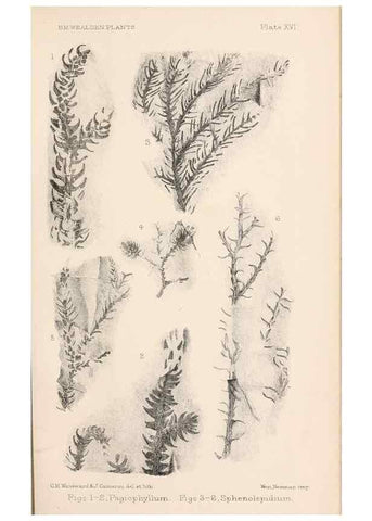 Reproducción/Reproduction 8496821469: Catalogue of the Mesozoic plants in the Department of Geology, British Museum (Natural History). London,Trustees of the B.M.,1894-1915.