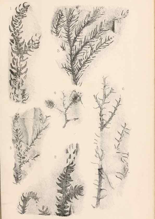 Reproducción/Reproduction 8496821469: Catalogue of the Mesozoic plants in the Department of Geology, British Museum (Natural History). London,Trustees of the B.M.,1894-1915.