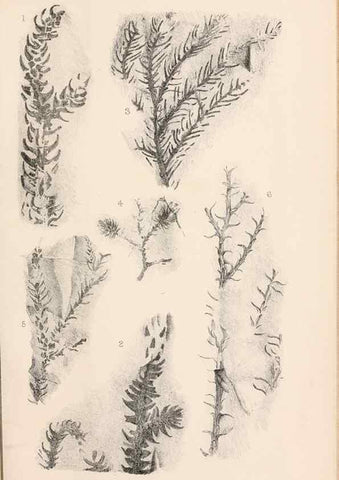 Reproducción/Reproduction 8496821469: Catalogue of the Mesozoic plants in the Department of Geology, British Museum (Natural History). London,Trustees of the B.M.,1894-1915.