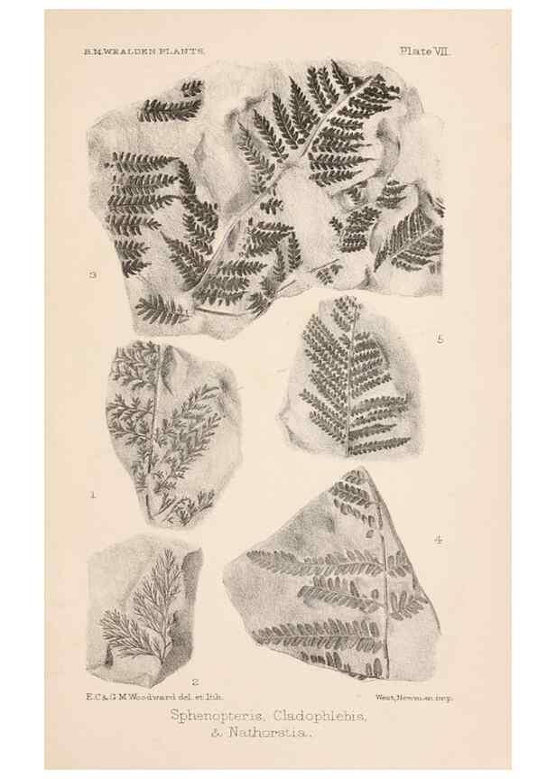 Reproducción/Reproduction 8495570016: Catalogue of the Mesozoic plants in the Department of Geology, British Museum (Natural History). London,Trustees of the B.M.,1894-1915.
