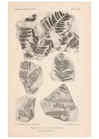 Reproducción/Reproduction 8495570016: Catalogue of the Mesozoic plants in the Department of Geology, British Museum (Natural History). London,Trustees of the B.M.,1894-1915.