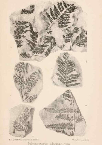 Reproducción/Reproduction 8495570016: Catalogue of the Mesozoic plants in the Department of Geology, British Museum (Natural History). London,Trustees of the B.M.,1894-1915.