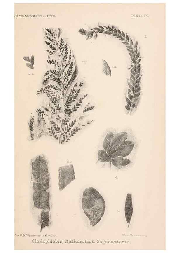 Reproducción/Reproduction 8495571706: Catalogue of the Mesozoic plants in the Department of Geology, British Museum (Natural History). London,Trustees of the B.M.,1894-1915.