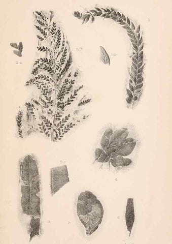 Reproducción/Reproduction 8495571706: Catalogue of the Mesozoic plants in the Department of Geology, British Museum (Natural History). London,Trustees of the B.M.,1894-1915.