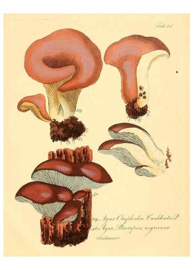 Reproducción/Reproduction 8494537357: Fungi austriaci delectu singulari iconibus XL observationibusque. Wien :C. Gerold,1830.