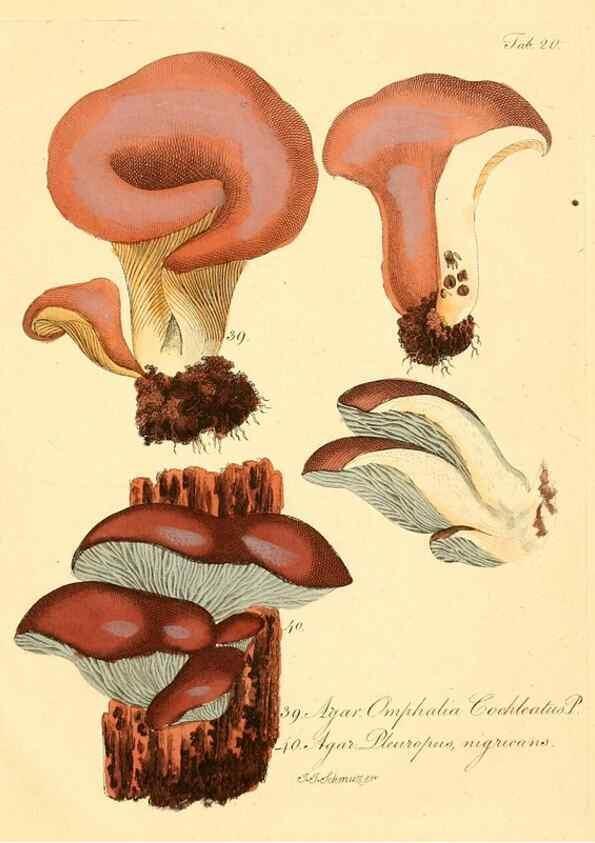 Reproducción/Reproduction 8494537357: Fungi austriaci delectu singulari iconibus XL observationibusque. Wien :C. Gerold,1830.
