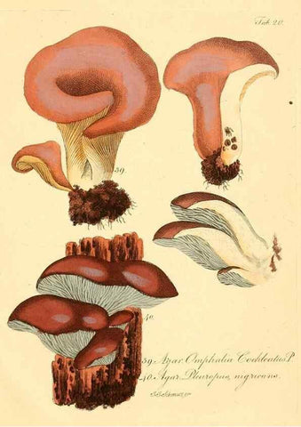 Reproducción/Reproduction 8494537357: Fungi austriaci delectu singulari iconibus XL observationibusque. Wien :C. Gerold,1830.