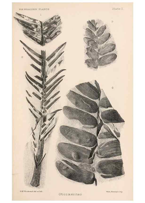 Reproducción/Reproduction 8497917516: Catalogue of the Mesozoic plants in the Department of Geology, British Museum (Natural History). London,Trustees of the B.M.,1894-1915.