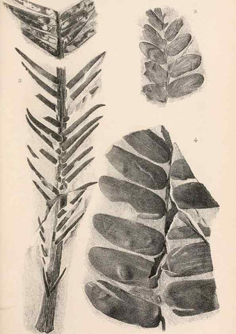 Reproducción/Reproduction 8497917516: Catalogue of the Mesozoic plants in the Department of Geology, British Museum (Natural History). London,Trustees of the B.M.,1894-1915.