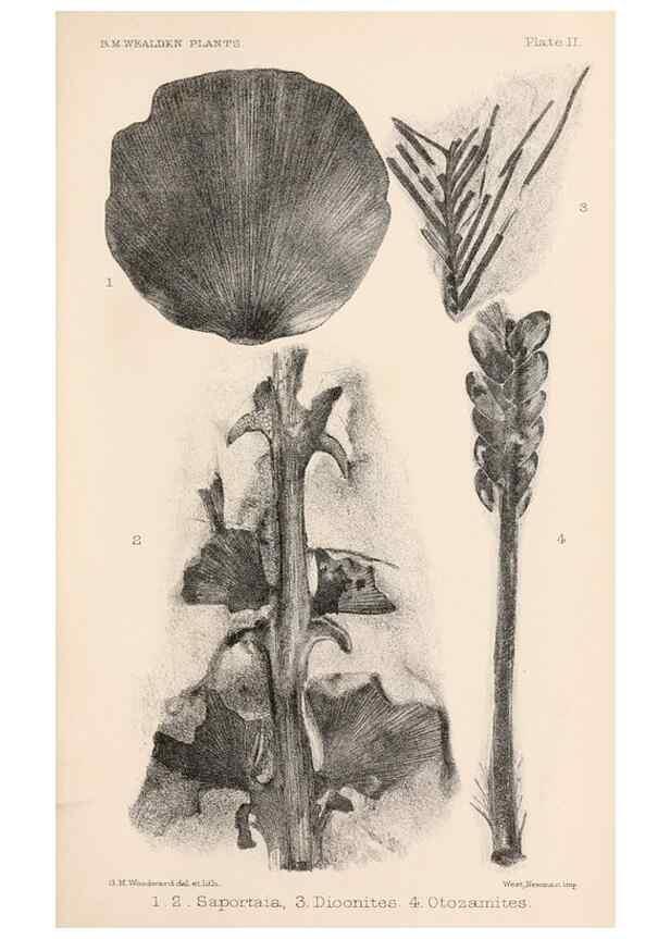 Reproducción/Reproduction 8496813533: Catalogue of the Mesozoic plants in the Department of Geology, British Museum (Natural History). London,Trustees of the B.M.,1894-1915.