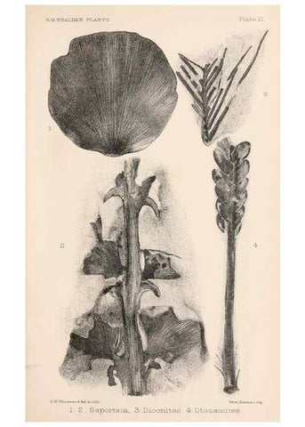 Reproducción/Reproduction 8496813533: Catalogue of the Mesozoic plants in the Department of Geology, British Museum (Natural History). London,Trustees of the B.M.,1894-1915.