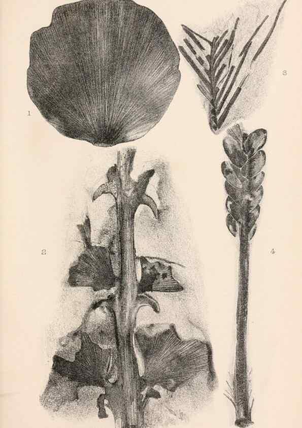 Reproducción/Reproduction 8496813533: Catalogue of the Mesozoic plants in the Department of Geology, British Museum (Natural History). London,Trustees of the B.M.,1894-1915.