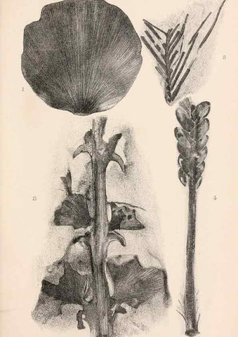 Reproducción/Reproduction 8496813533: Catalogue of the Mesozoic plants in the Department of Geology, British Museum (Natural History). London,Trustees of the B.M.,1894-1915.