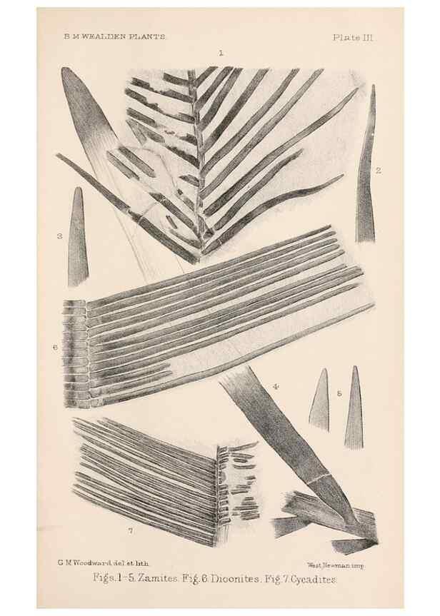 Reproducción/Reproduction 8496814017: Catalogue of the Mesozoic plants in the Department of Geology, British Museum (Natural History). London,Trustees of the B.M.,1894-1915.