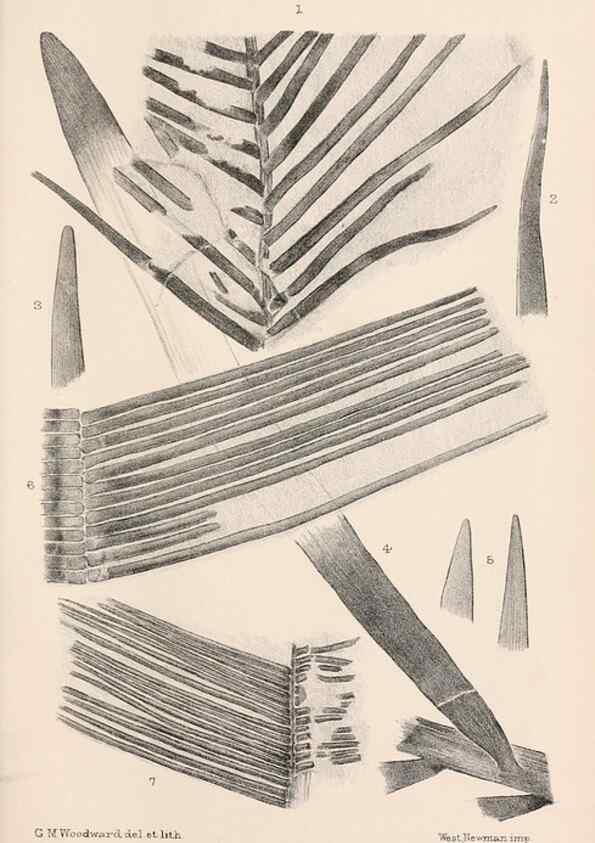 Reproducción/Reproduction 8496814017: Catalogue of the Mesozoic plants in the Department of Geology, British Museum (Natural History). London,Trustees of the B.M.,1894-1915.