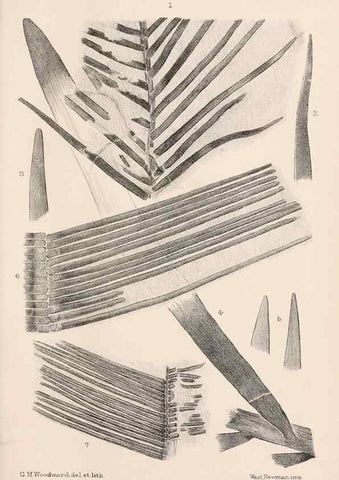 Reproducción/Reproduction 8496814017: Catalogue of the Mesozoic plants in the Department of Geology, British Museum (Natural History). London,Trustees of the B.M.,1894-1915.