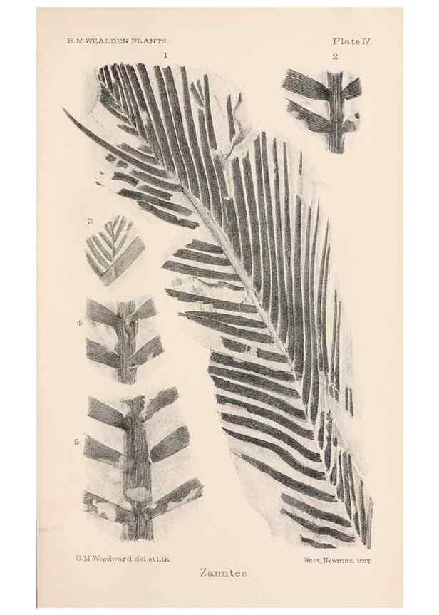 Reproducción/Reproduction 8497918868: Catalogue of the Mesozoic plants in the Department of Geology, British Museum (Natural History). London,Trustees of the B.M.,1894-1915.