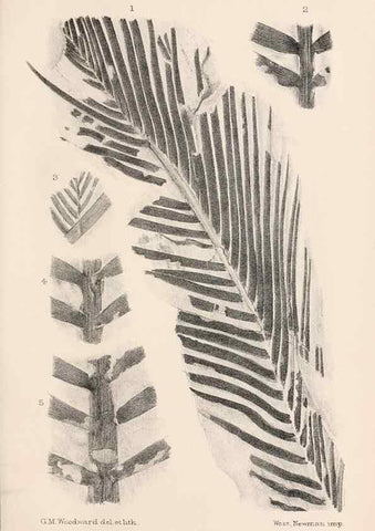 Reproducción/Reproduction 8497918868: Catalogue of the Mesozoic plants in the Department of Geology, British Museum (Natural History). London,Trustees of the B.M.,1894-1915.
