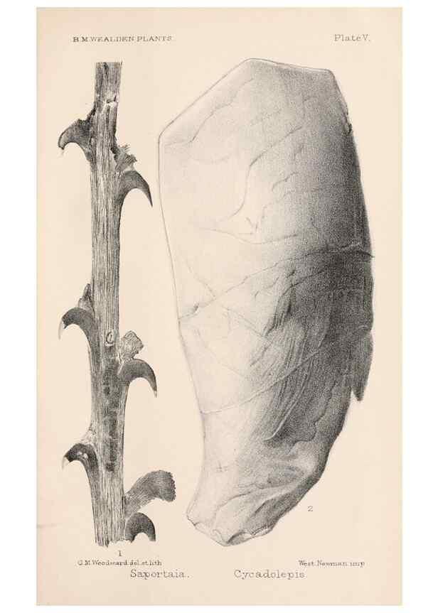 Reproducción/Reproduction 8497919510: Catalogue of the Mesozoic plants in the Department of Geology, British Museum (Natural History). London,Trustees of the B.M.,1894-1915.