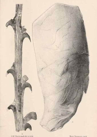 Reproducción/Reproduction 8497919510: Catalogue of the Mesozoic plants in the Department of Geology, British Museum (Natural History). London,Trustees of the B.M.,1894-1915.