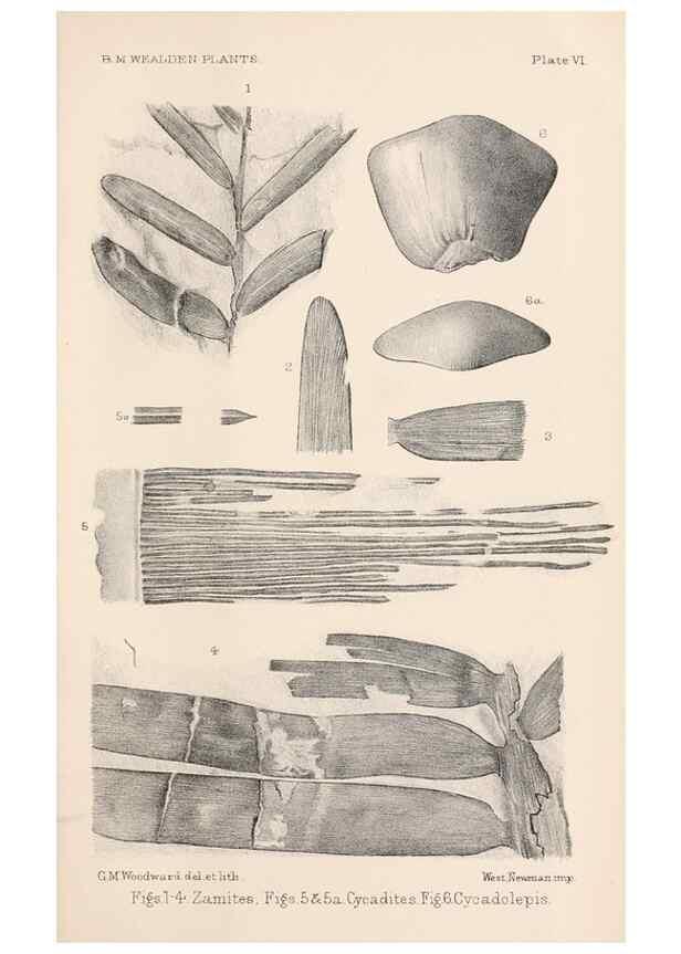 Reproducción/Reproduction 8497919990: Catalogue of the Mesozoic plants in the Department of Geology, British Museum (Natural History). London,Trustees of the B.M.,1894-1915.