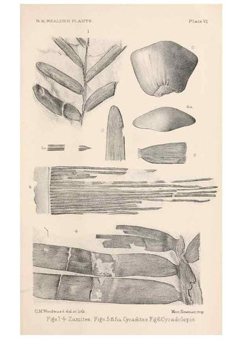 Reproducción/Reproduction 8497919990: Catalogue of the Mesozoic plants in the Department of Geology, British Museum (Natural History). London,Trustees of the B.M.,1894-1915.
