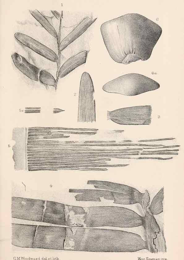 Reproducción/Reproduction 8497919990: Catalogue of the Mesozoic plants in the Department of Geology, British Museum (Natural History). London,Trustees of the B.M.,1894-1915.
