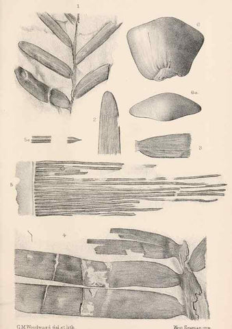 Reproducción/Reproduction 8497919990: Catalogue of the Mesozoic plants in the Department of Geology, British Museum (Natural History). London,Trustees of the B.M.,1894-1915.