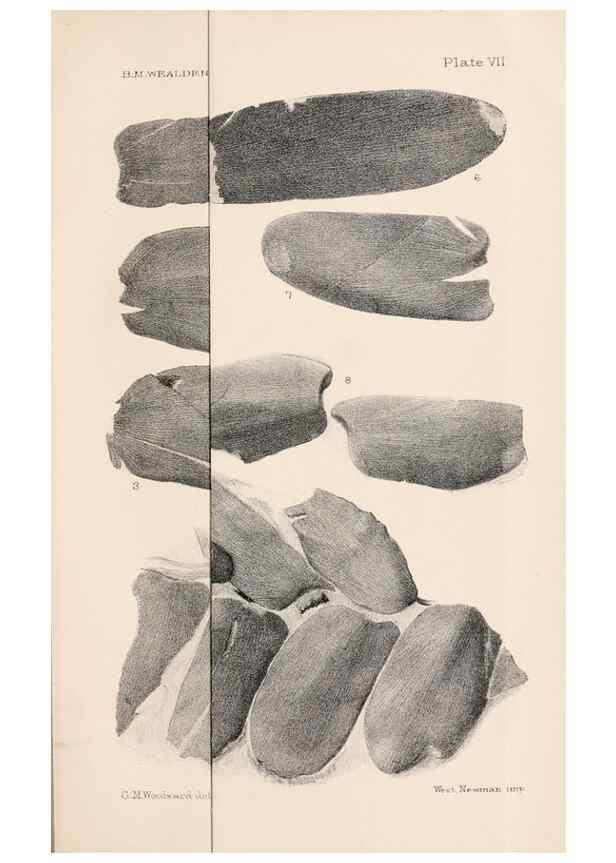 Reproducción/Reproduction 8496815941: Catalogue of the Mesozoic plants in the Department of Geology, British Museum (Natural History). London,Trustees of the B.M.,1894-1915.