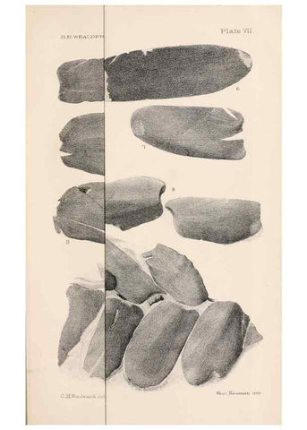 Reproducción/Reproduction 8496815941: Catalogue of the Mesozoic plants in the Department of Geology, British Museum (Natural History). London,Trustees of the B.M.,1894-1915.