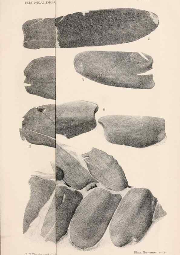 Reproducción/Reproduction 8496815941: Catalogue of the Mesozoic plants in the Department of Geology, British Museum (Natural History). London,Trustees of the B.M.,1894-1915.
