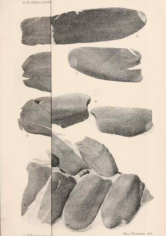 Reproducción/Reproduction 8496815941: Catalogue of the Mesozoic plants in the Department of Geology, British Museum (Natural History). London,Trustees of the B.M.,1894-1915.