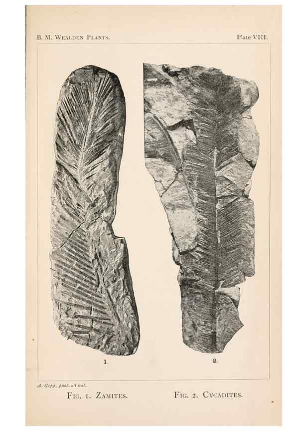 Reproducción/Reproduction 8497921336: Catalogue of the Mesozoic plants in the Department of Geology, British Museum (Natural History). London,Trustees of the B.M.,1894-1915.