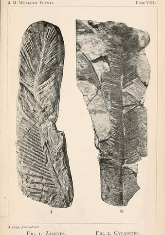 Reproducción/Reproduction 8497921336: Catalogue of the Mesozoic plants in the Department of Geology, British Museum (Natural History). London,Trustees of the B.M.,1894-1915.