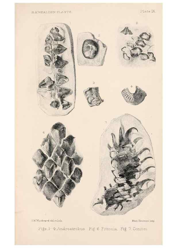 Reproducción/Reproduction 8497921830: Catalogue of the Mesozoic plants in the Department of Geology, British Museum (Natural History). London,Trustees of the B.M.,1894-1915.