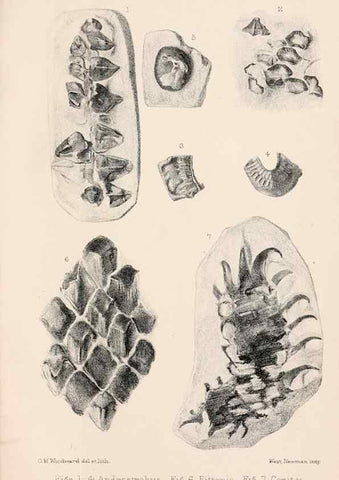Reproducción/Reproduction 8497921830: Catalogue of the Mesozoic plants in the Department of Geology, British Museum (Natural History). London,Trustees of the B.M.,1894-1915.