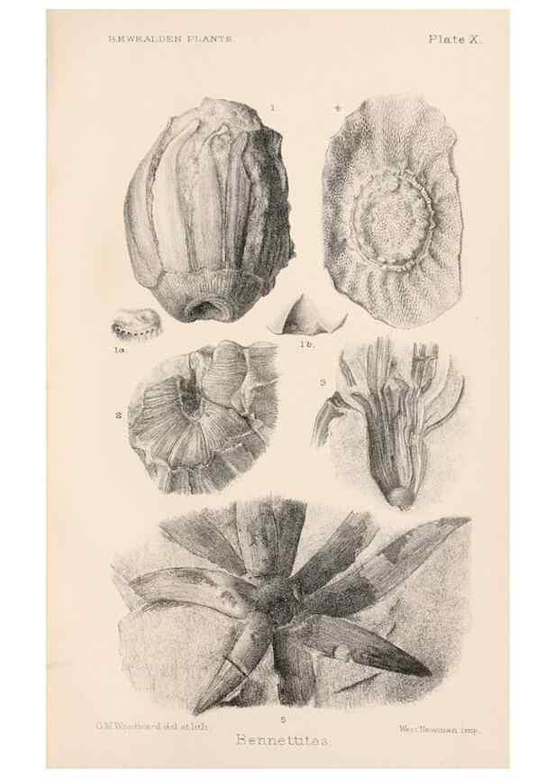 Reproducción/Reproduction 8496817879: Catalogue of the Mesozoic plants in the Department of Geology, British Museum (Natural History). London,Trustees of the B.M.,1894-1915.